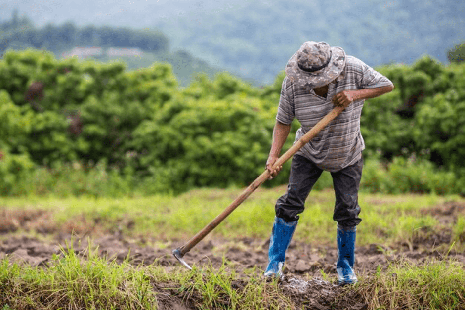 Local farmer working on field