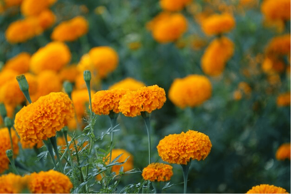 Natural Marigold flower