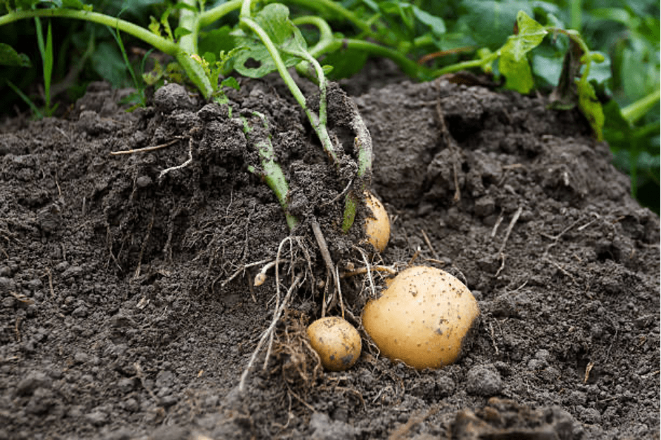 Farm fresh potatoes