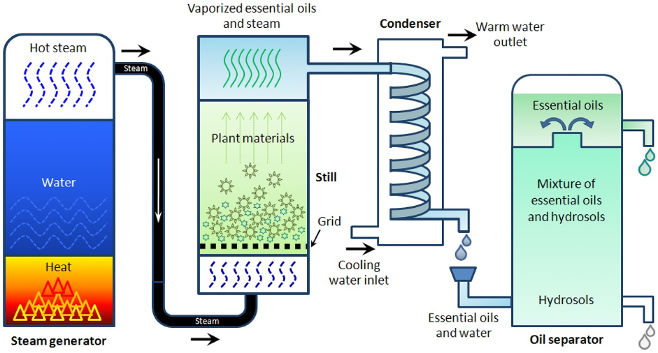 Essential OIl Extraction Methods