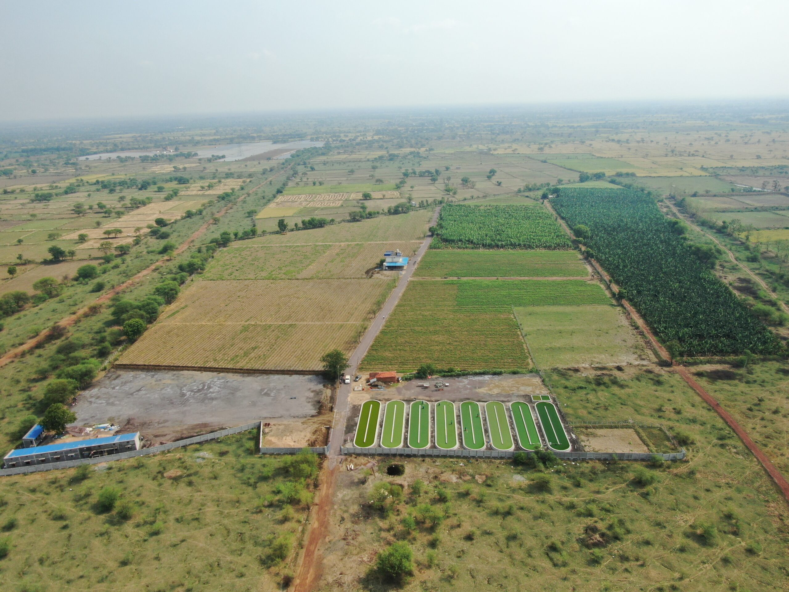 Organic Farming in Goel Farms